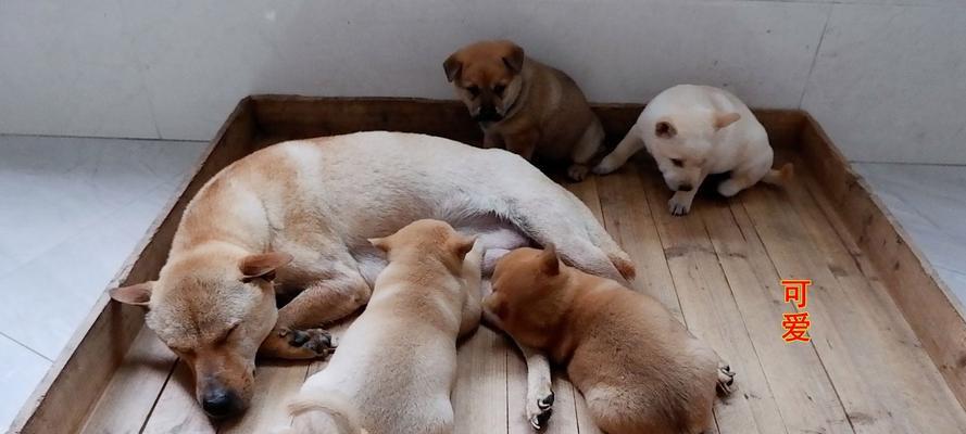 根据狗狗出生时间选择最适合的伴侣(图2)