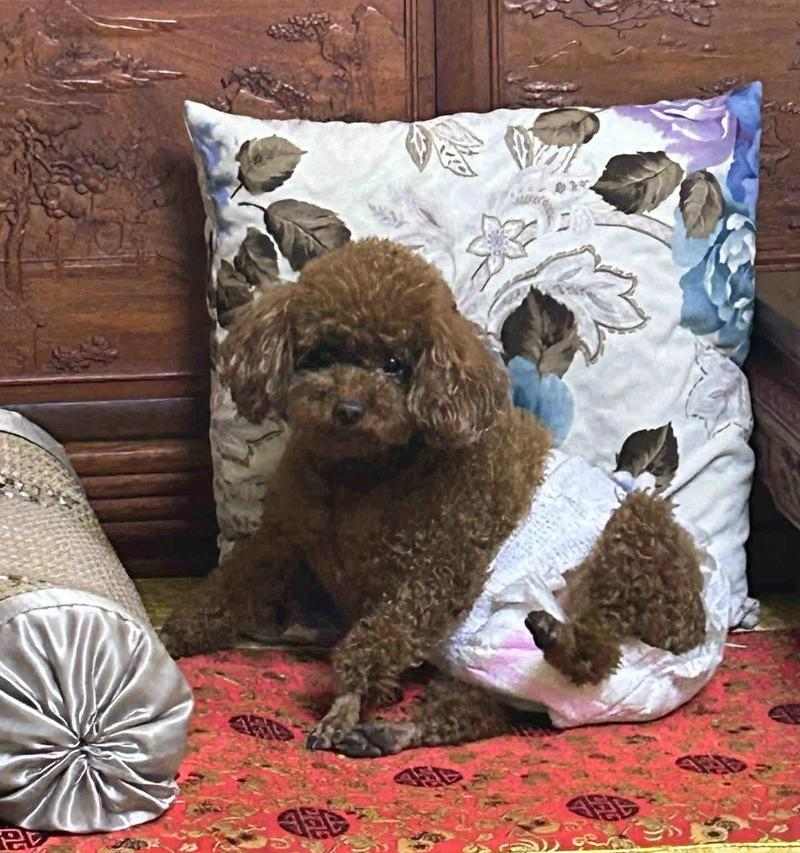 狗狗不好动不吃肉的原因解析(图1)