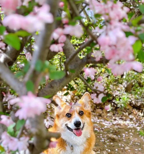 根据狗狗出生时间选择最适合的伴侣(图1)