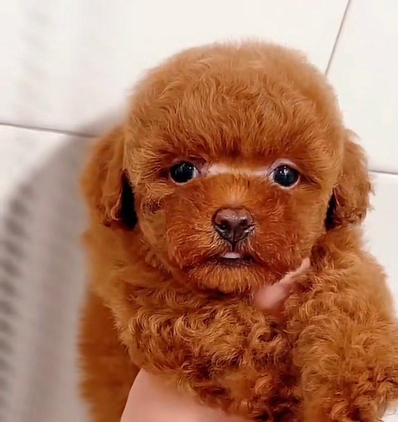 泰迪狗颜色与价格全解析