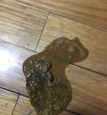 萨摩小狗拉稀治疗全攻略(图1)