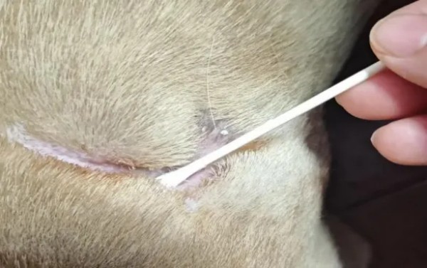 海泊舒治疗犬咬伤感染案例(图11)