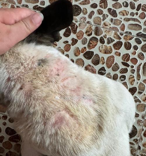 Dog Mites: Appearance and Health Impact(图2)