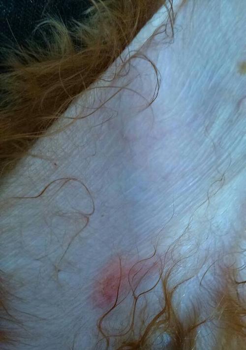 Dog Mites: Appearance and Health Impact