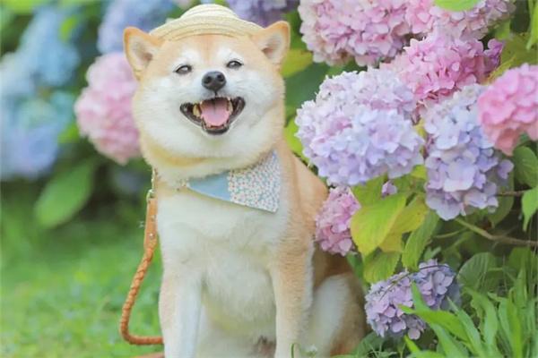 宠物美容包含哪些项目？(图2)