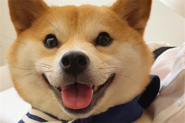 柴犬适合城市生活吗？城市饲养指南与注意事项(图2)