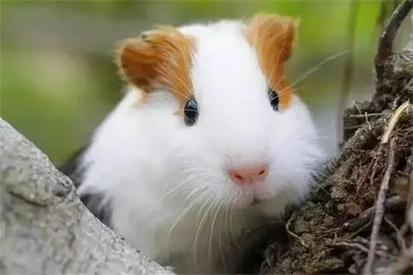 豚鼠每天喂多少饲料？