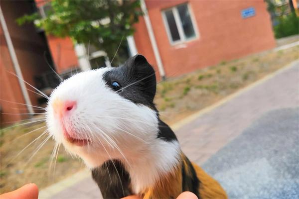 豚鼠每天喂多少饲料？(图2)