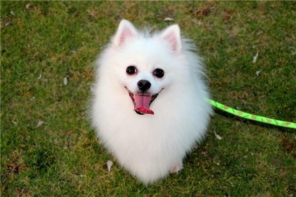 宠物美容包含哪些项目？