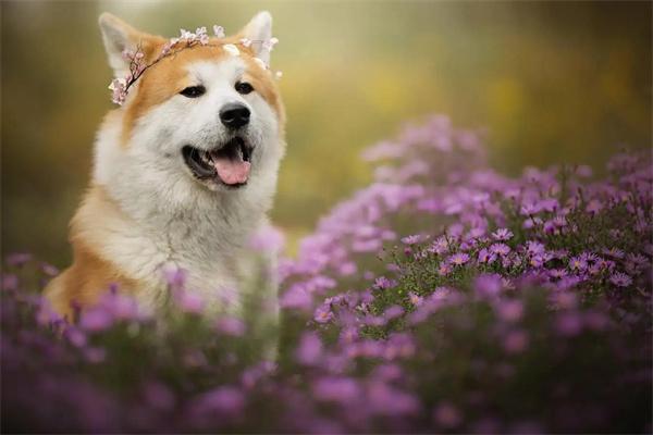 柯基犬不断尾是否影响健康？(图2)