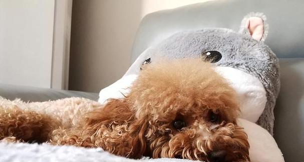 泰迪犬与其他宠物相处行为全解析