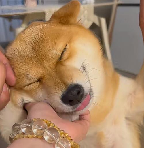 揭秘狗狗挠嘴行为的真正原因(图3)