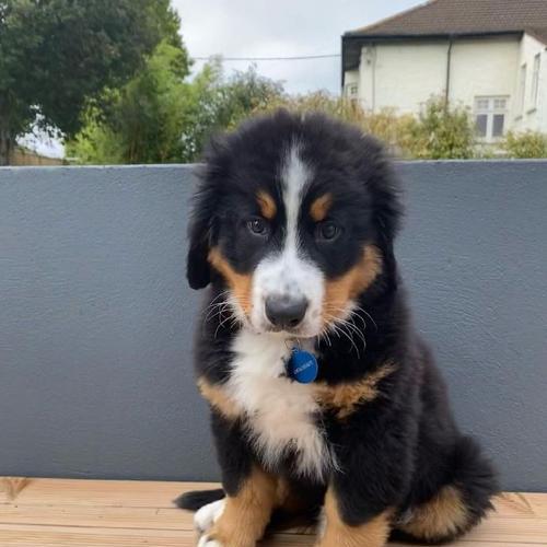 耷拉耳朵毛卷发光狗的独特魅力(图3)