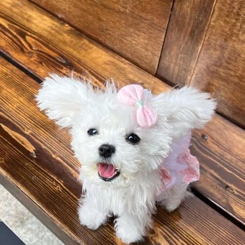 耷拉耳朵毛卷发光狗的独特魅力(图1)