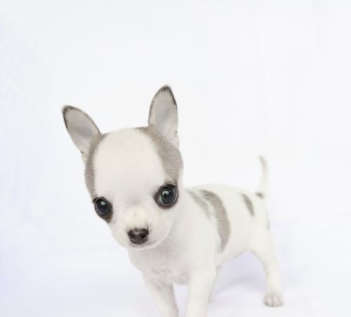 耷拉耳朵毛卷发光狗的独特魅力(图2)