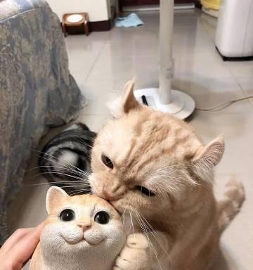 美国短毛猫禁食清单 保护猫咪健康饮食