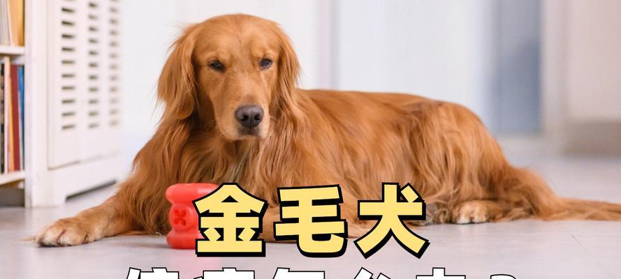 金毛幼犬消炎药选择指南(图1)