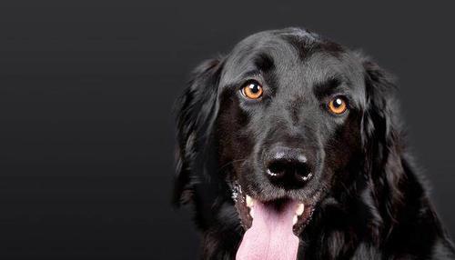 狗狗头上黑色物质是什么？(图2)