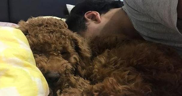 泰迪犬与其他宠物相处行为全解析(图2)