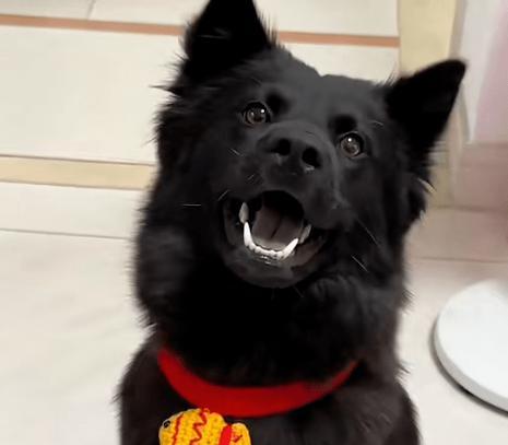 狗狗头上黑色物质是什么？(图3)