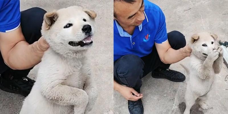 揭秘狗狗挠嘴行为的真正原因(图1)