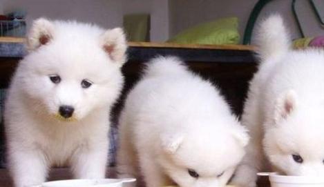 萨摩犬饮食禁忌大全 安全喂养指南(图3)