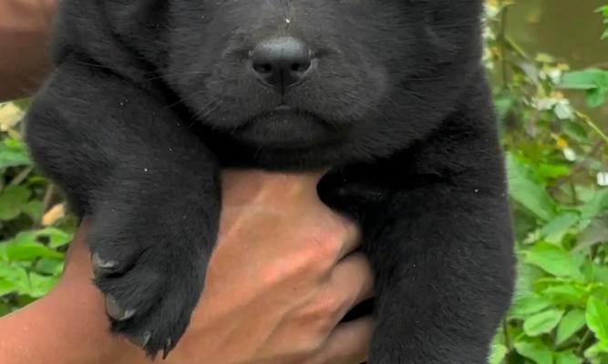 狗狗头上黑色物质是什么？