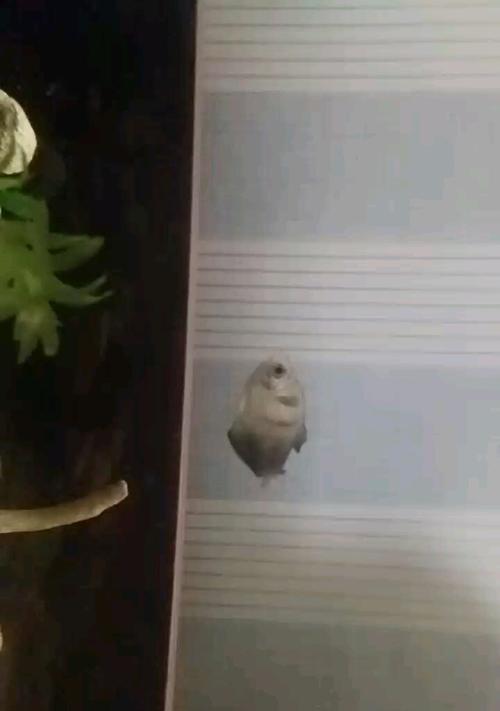 黑裙鱼好养的原因与养殖技巧(图1)