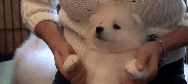 萨摩犬饮食禁忌大全 安全喂养指南(图2)