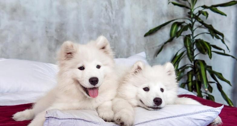 萨摩犬饮食禁忌大全 安全喂养指南(图1)