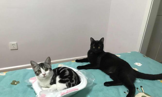 美国短毛猫禁食清单 保护猫咪健康饮食(图3)