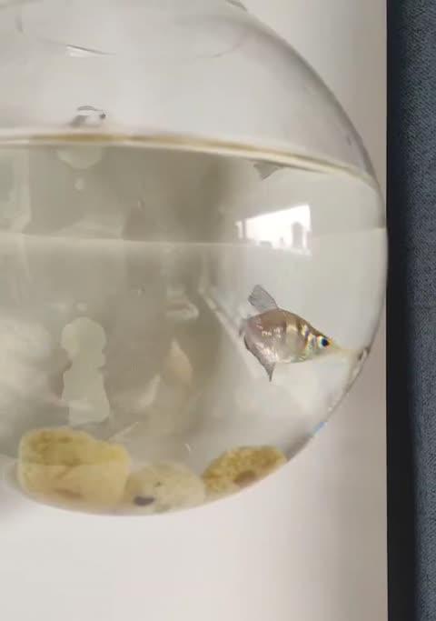 黑裙鱼好养的原因与养殖技巧(图3)