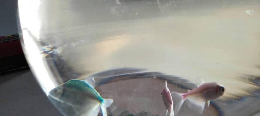 黑裙鱼好养的原因与养殖技巧(图2)