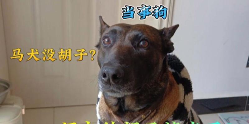 揭秘狗的四根胡须有何深意(图1)