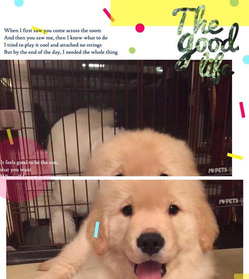 金毛宝宝天使期：纯真可爱的成长阶段