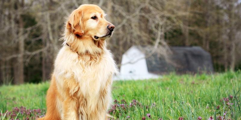 世界上能战斗的狗种有哪些？(图2)