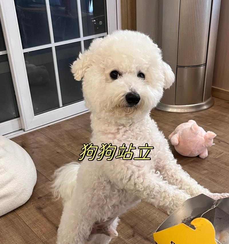 世界上能战斗的狗种有哪些？(图1)