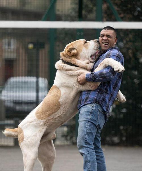 世界上能战斗的狗种有哪些？(图3)