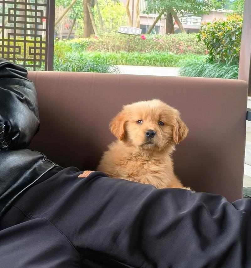 金毛宝宝天使期：纯真可爱的成长阶段(图2)