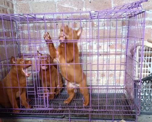 揭秘狗的四根胡须有何深意(图3)