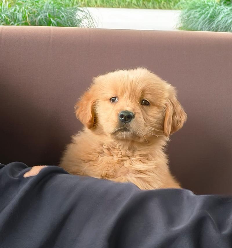 金毛宝宝天使期：纯真可爱的成长阶段(图3)