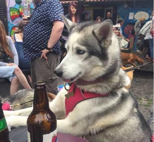 狗喝醉酒的严重危害与预防措施(图1)