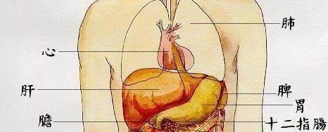 揭秘猫肝脏位置与功能(图3)