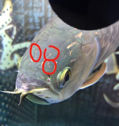 鱼类疾病常见症状与防治方法(图3)