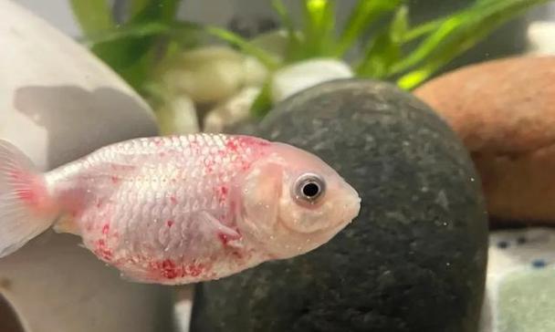 鱼类疾病常见症状与防治方法(图2)