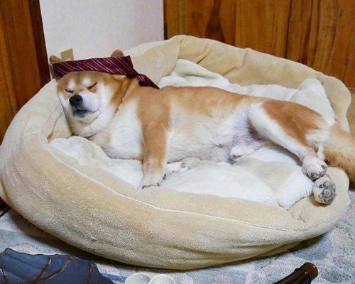 狗喝醉酒的严重危害与预防措施(图2)