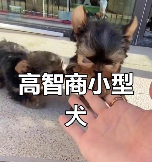 Yorkshire Terrier饮食指南与健康注意事项(图2)