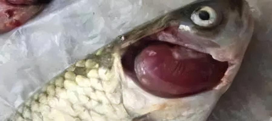 鱼类疾病常见症状与防治方法