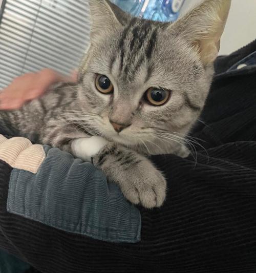 揭秘猫肝脏位置与功能