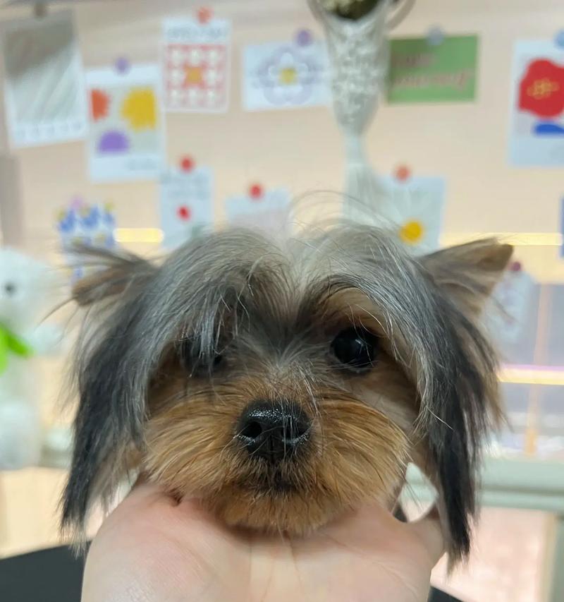 Yorkshire Terrier饮食指南与健康注意事项(图3)